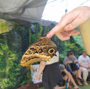 Read more about the article Wyjście do Motylarni