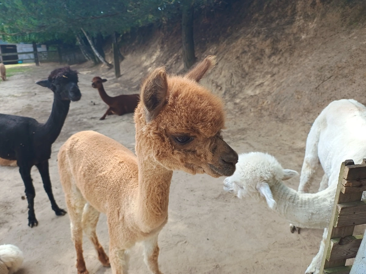 Read more about the article Spotkanie z alpakami