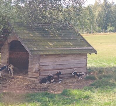 IMG_20240730_122136426