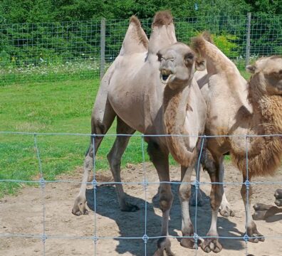 IMG_20240730_122719562